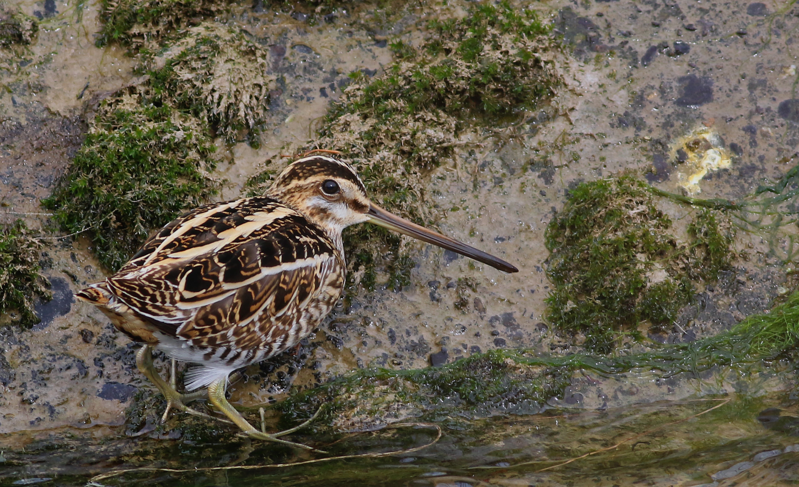 Common Snipe